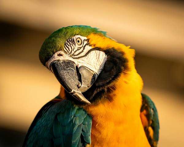 Comment prévenir les problèmes de santé courants chez les chats ?