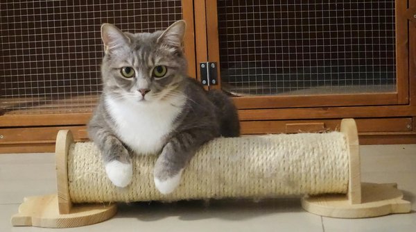Vêtement pour chaton : allier confort, protection et style dès le plus jeune âge