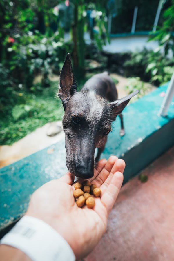 Croquettes sans céréales : un repas sain pour votre chien